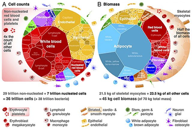 Surprising balance relationship between cell count and biomass.
