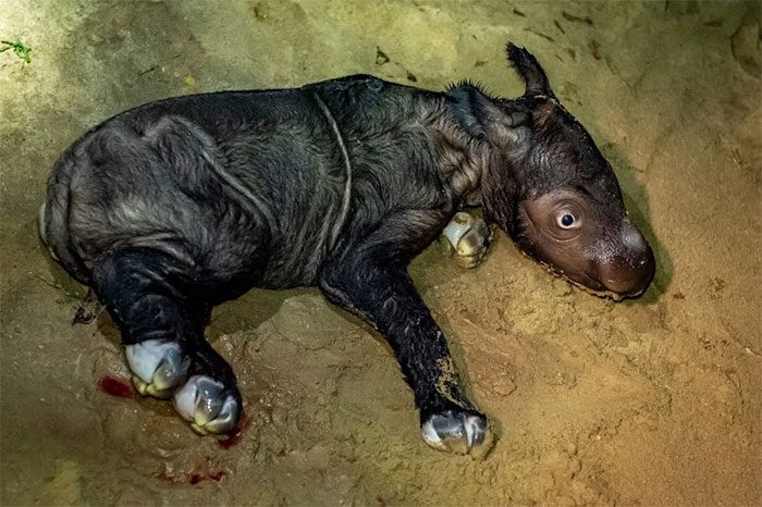 The newborn rhino is a female.