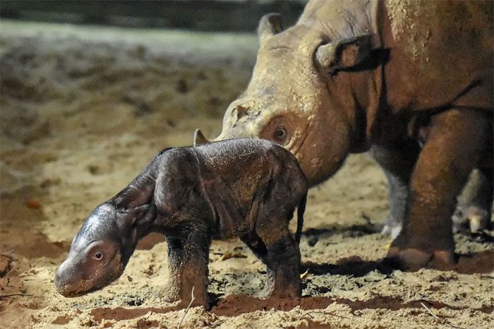 The newborn rhino stood for 45 minutes on its first day.