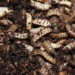 technology turning waste into food for pigs in china 129219