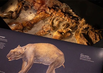 terrifying discovery of a monster with a bag weighing nearly 3 tons 131441