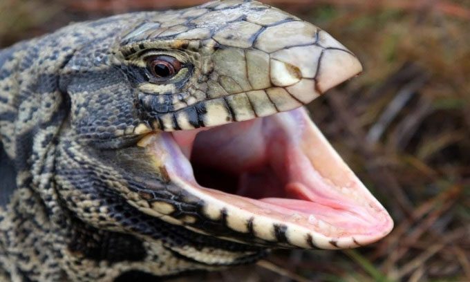 The tegu lizard is a rapidly growing omnivore in the southern United States.