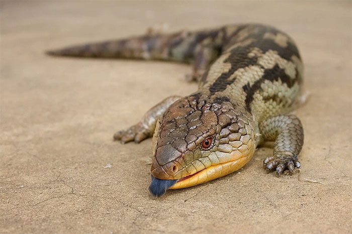 Blue-tongued Skinks