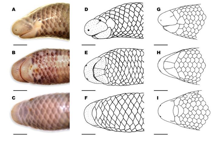 Scales on the head of the Ninh Thuan blind skink