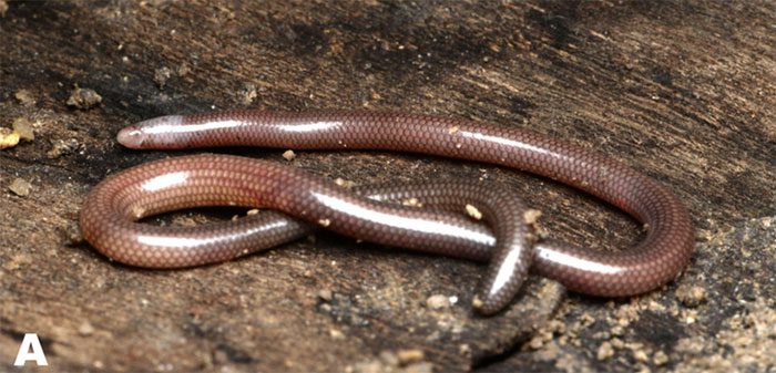 Ninh Thuan blind skink