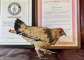 the 21 year old free range chicken sets a guinness record 129765