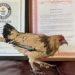 the 21 year old free range chicken sets a guinness record 129765