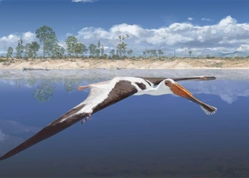 the appearance of monsters flying never before seen with a double length of 130000