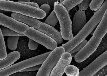 the bacteria can transform reproductive quickly when raised in space 130594