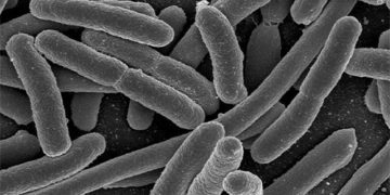 the bacteria can transform reproductive quickly when raised in space 130594