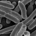 the bacteria can transform reproductive quickly when raised in space 130594