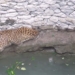 the cat turned into a ghost to protect the maid from the deep well and the unexpected ending 129309