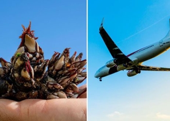 the creature that sank hua hen decoding the largest mystery in aviation history where 239 people vanished without a trace 129450