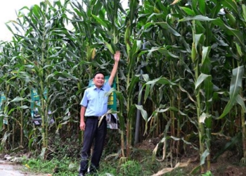 the first voice of vietnam similar to the black sugar cane 129935