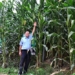 the first voice of vietnam similar to the black sugar cane 129935