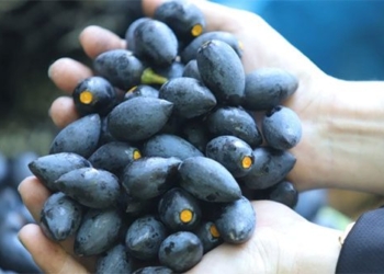 the fruit more expensive than meat in vietnam is a natural anti cancer and blood pressure reducer effective 130350