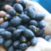 the fruit more expensive than meat in vietnam is a natural anti cancer and blood pressure reducer effective 130350