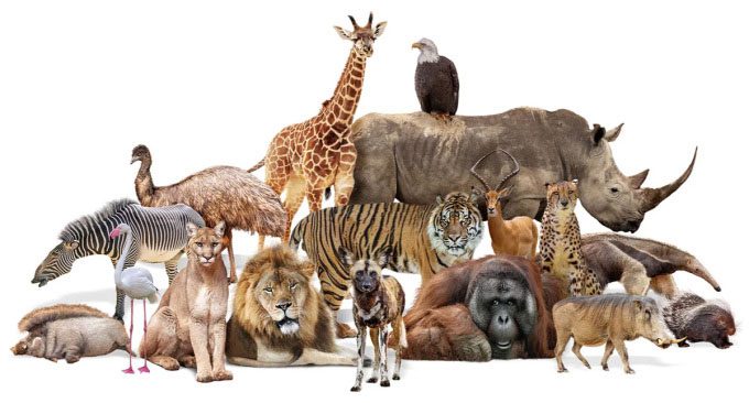 The number of animals that have lived on Earth.