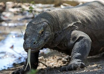 the horrifying speed of komodo dragons when chasing prey 129212
