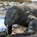 the horrifying speed of komodo dragons when chasing prey 129212