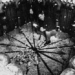 the ideal city of 2200 mice with a dismal ending 130523