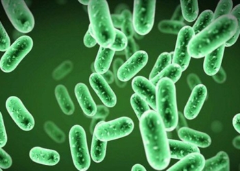 the important role of microorganisms in the dead body 130136