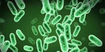 the important role of microorganisms in the dead body 130136