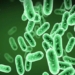 the important role of microorganisms in the dead body 130136