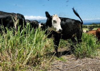 the invasion of foreign species causing hawaii wildfires to be stronger 129290