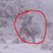 the kangaroo fight in the snow 130288