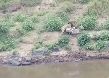 the king escaped from the crocodile but was still caught by the lion on 129524