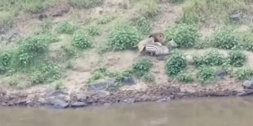 the king escaped from the crocodile but was still caught by the lion on 129524