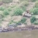 the king escaped from the crocodile but was still caught by the lion on 129524