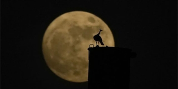 the largest bright blue supermoon of 2023 stunning impression on skies around the world 129551