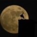 the largest bright blue supermoon of 2023 stunning impression on skies around the world 129551
