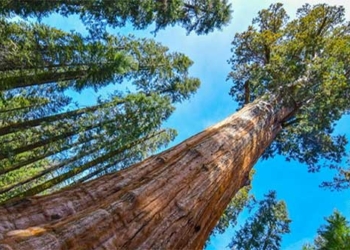 the legend of the worlds oldest tree 2700 years old and still middle aged 130484