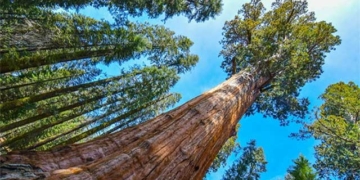 the legend of the worlds oldest tree 2700 years old and still middle aged 130484