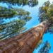 the legend of the worlds oldest tree 2700 years old and still middle aged 130484