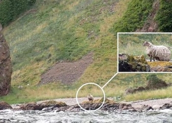 the loneliest sheep in england rescued after 2 years trapped 130801