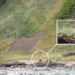 the loneliest sheep in england rescued after 2 years trapped 130801
