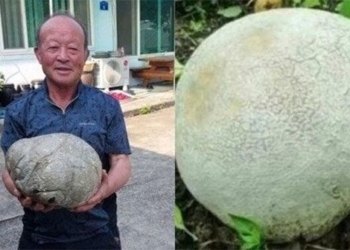 the man who was shocked to learn the history of his egg 130893
