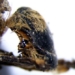 the mummy from solomon era found in portugal 129578