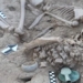 the mystery of the girl chosen to marry 150 animal skeletons 130665