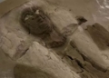 the mystery of the mummified woman misidentified as an egyptian pharaoh 129359