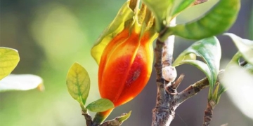 the plant danh danh not only for coloring rice but also has many health benefits 129572