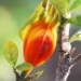 the plant danh danh not only for coloring rice but also has many health benefits 129572