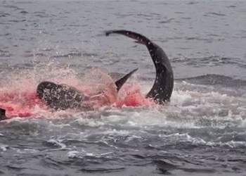 the quick and smooth new strategy of galapagos sharks dyed red from a corner of the ocean 129279