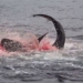 the quick and smooth new strategy of galapagos sharks dyed red from a corner of the ocean 129279