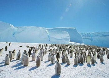 the reason why wild birds face extinction in large numbers 130053