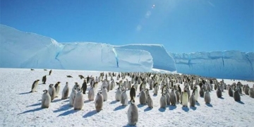 the reason why wild birds face extinction in large numbers 130053